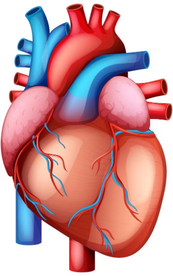 Peran Rutinitas Harian dalam Menjaga Ritme Jantung yang Seimbang